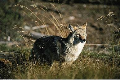 《雪地奔驰》迎来自己的第一个欧洲卡车制造商，并推出TATRA Dual Pack